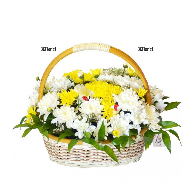 Send a basket with fresh chrysanthemums to Sofia.