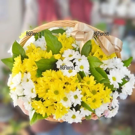 Send a basket with fresh chrysanthemums to Sofia.