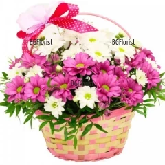Delivery of a beautiful and oar basket, arranged with 11 chrysanthemum stalks in two colors - pink and white. The flowers are palced on oasis.