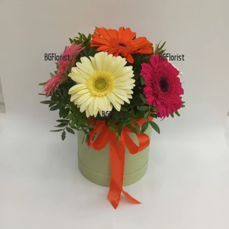 Send 7 gerberas in a box to Russe Bulgaria