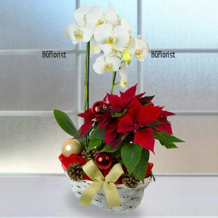 Доставка с куриер на коледна кошница с растения