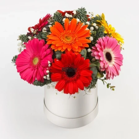 Доставка на кутия с гербери за Коледа