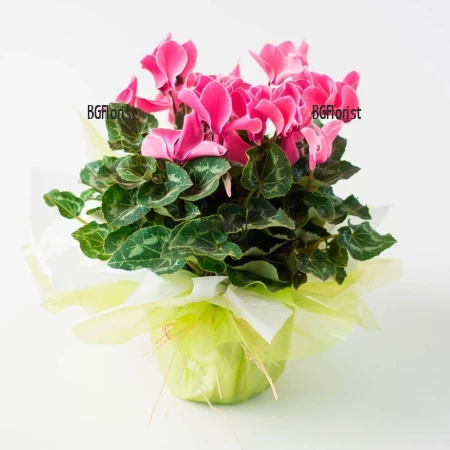 Send to Bulgaria cyclamen in a pot