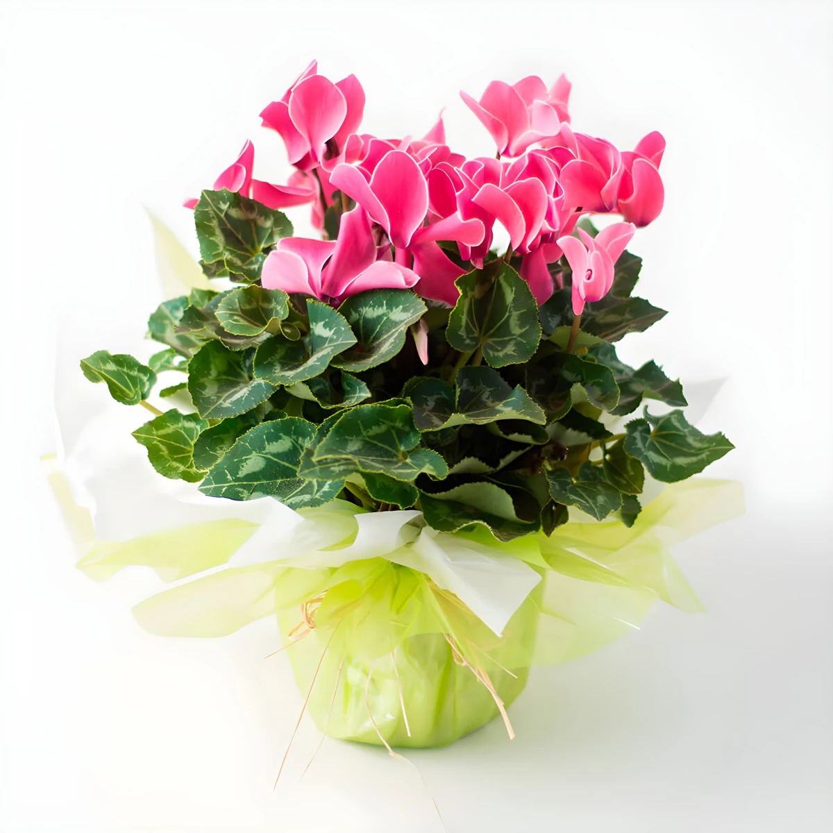 Send to Bulgaria cyclamen in a pot