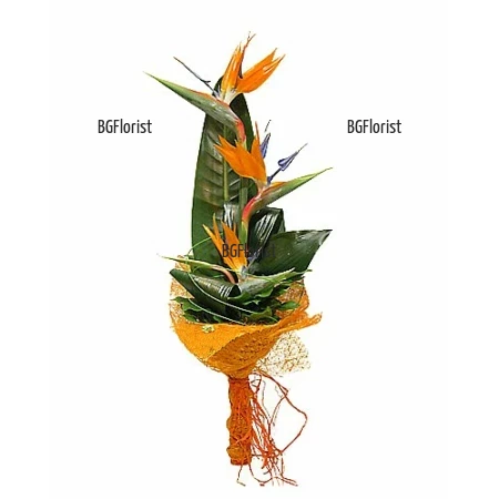Send bouquet of strelitzias by courier to Sofia