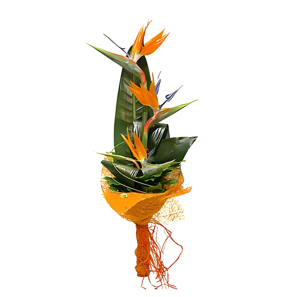 Send bouquet of strelitzias by courier to Sofia