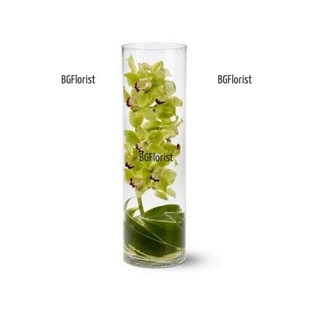 Send Cymbidium orchid in glass to Sofia.