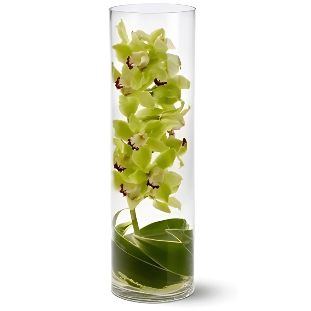Send Cymbidium orchid in glass to Sofia.