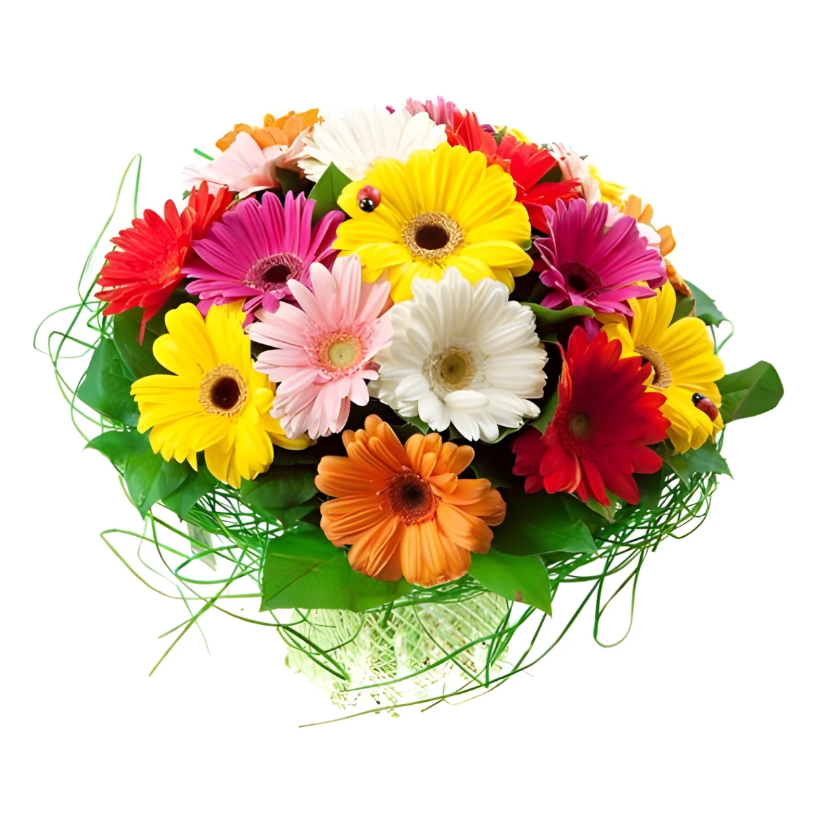 Funny Sun - Send bouquet of gerberas to Sofia