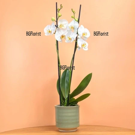 White Phalaenopsis Orchid in a Pot - Delivery