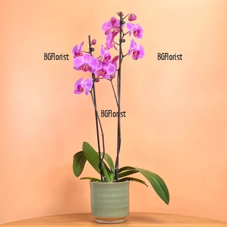 Elegant Potted Pink Orchid - Perfect Gift