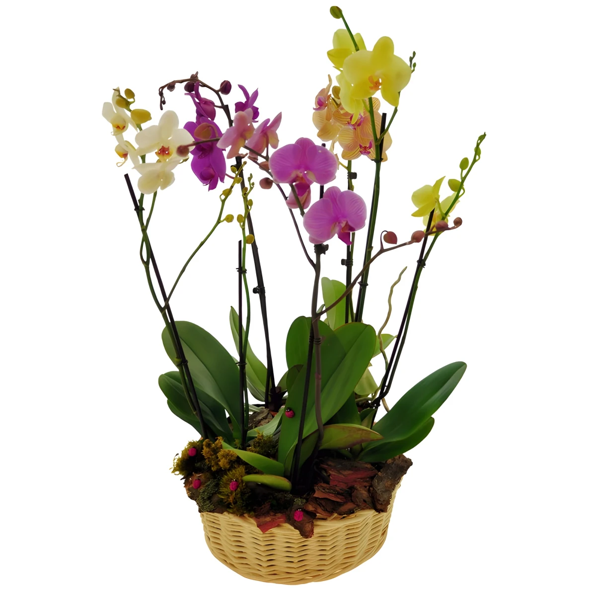 Send basket with orchid plants