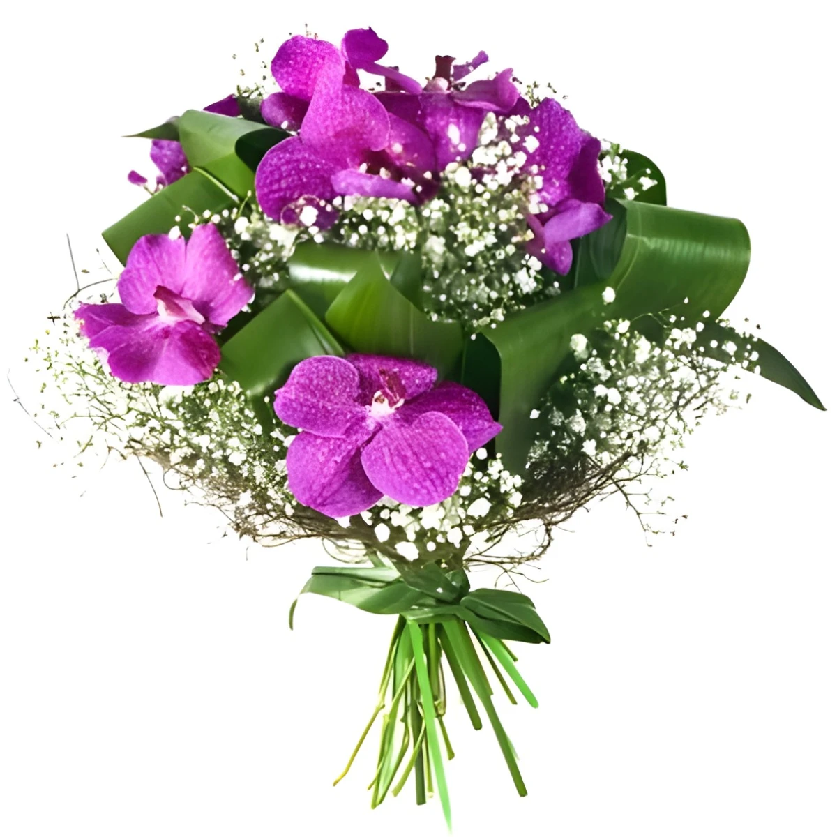 Send bouquet of Vanda orchids to Sofia