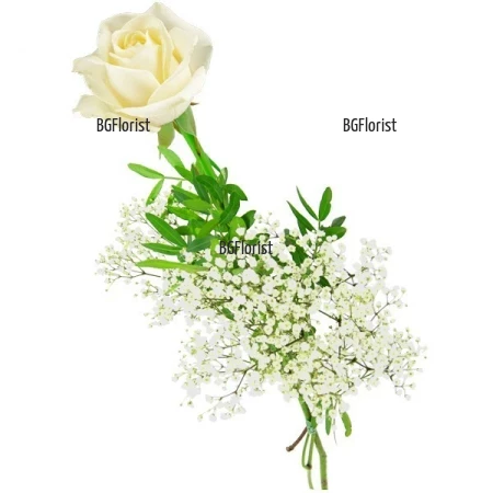 Send one white rose by courier to Sofia
