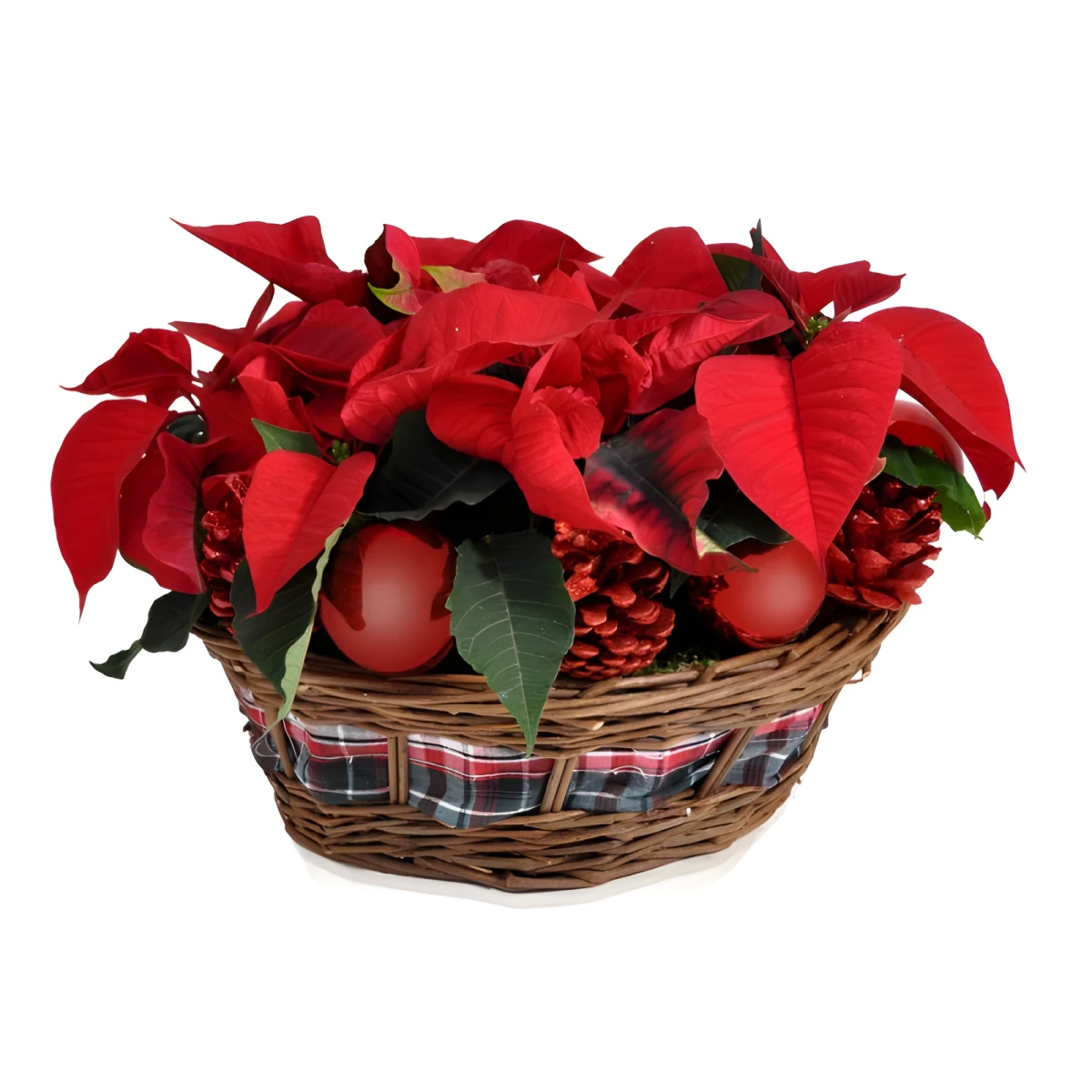 An online order and a delivery of basket with Poinsettia to Sofia