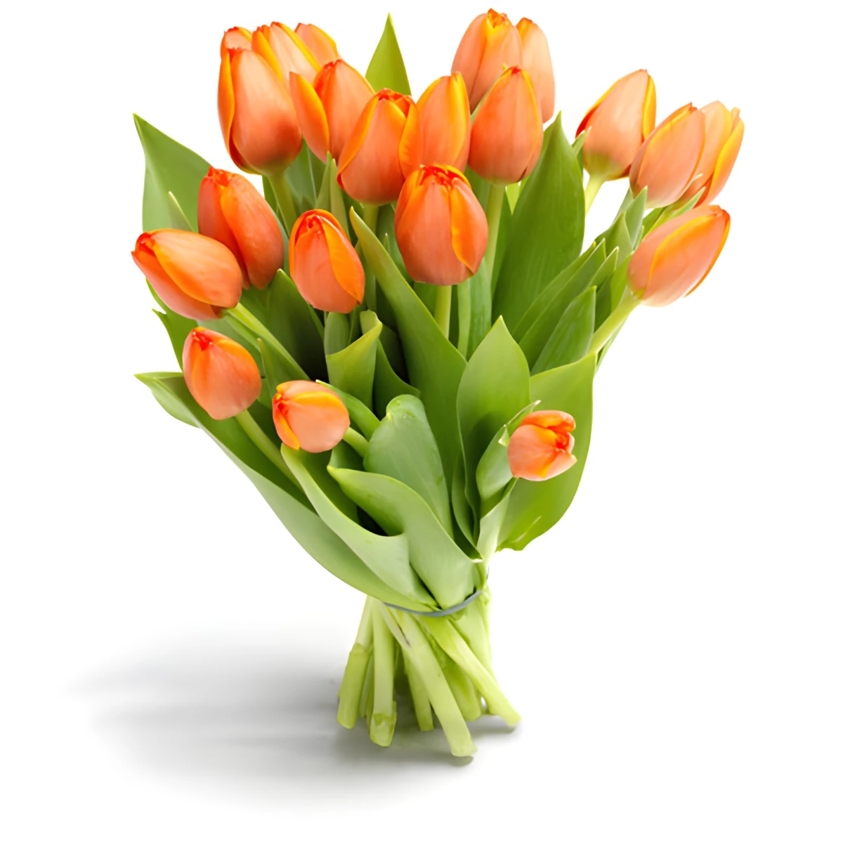 Send orange tulips by courier to Sofia