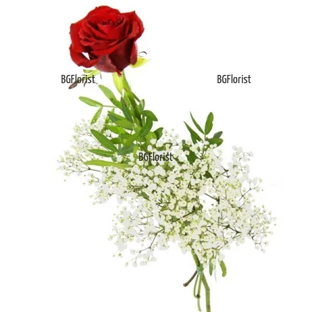 Send one red rose to Sofia