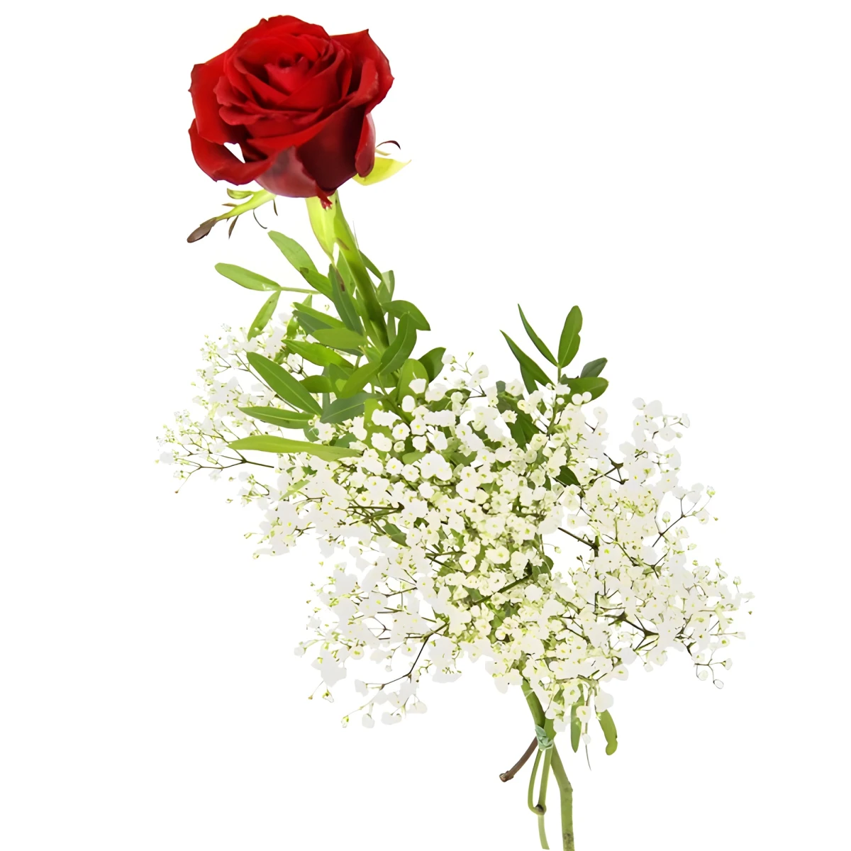 Send one red rose to Sofia