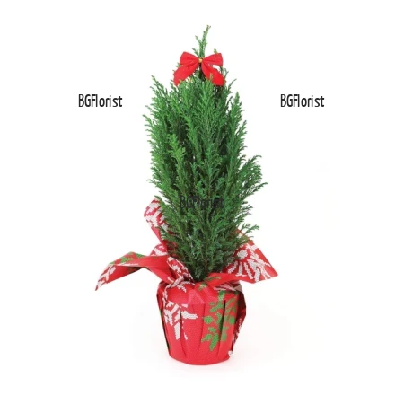 Send small Christmas cypress by courier to Sofia
