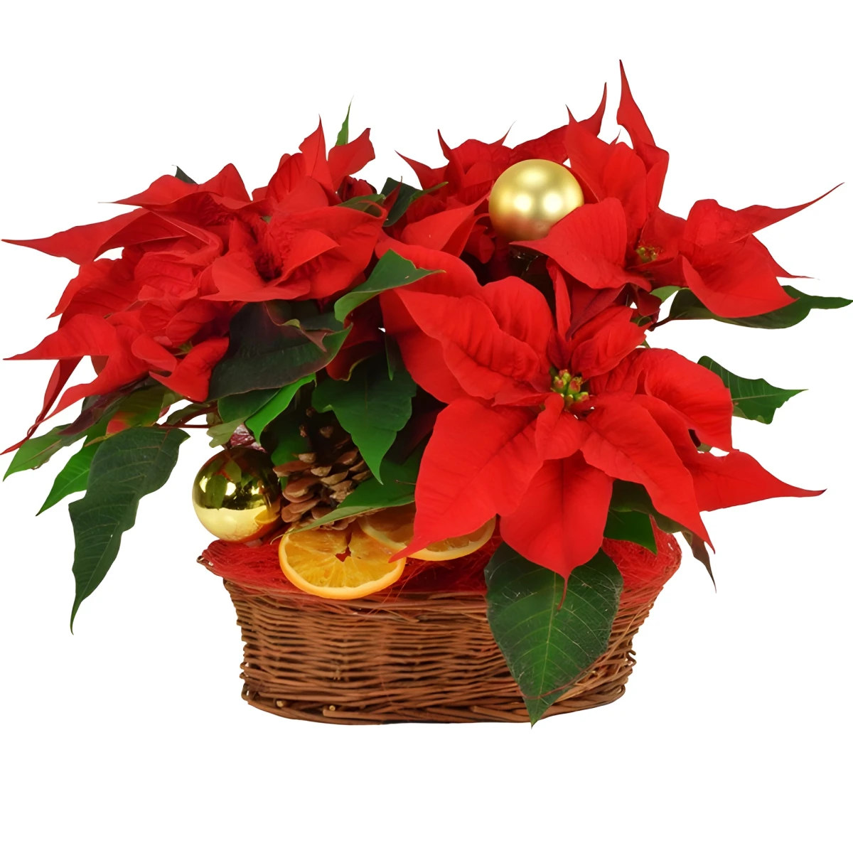 Send a basket with Poinsettias
