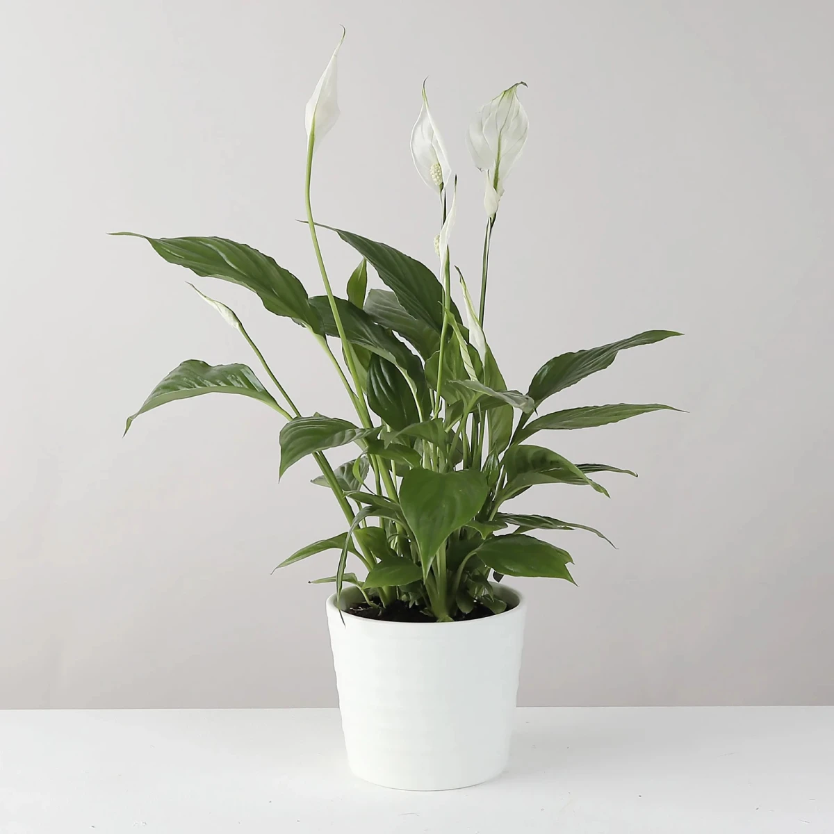 Potted Spathiphyllum for Home and Office