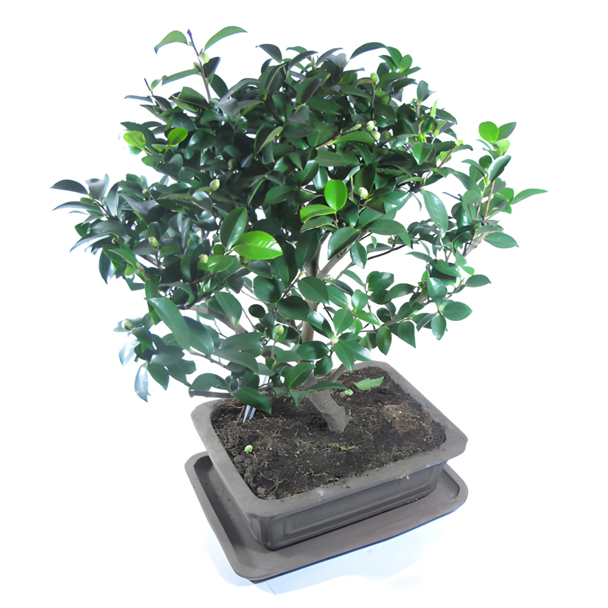 An online order and a delivery of Bonsai to Sofia.