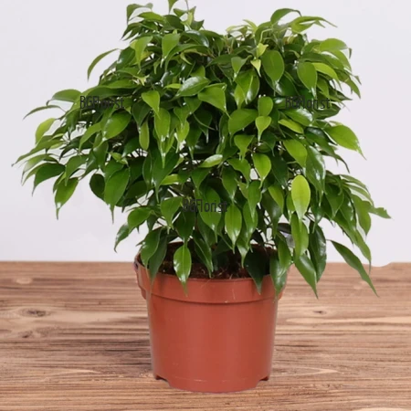 Send Ficus Benjamina by courier to Sofia.