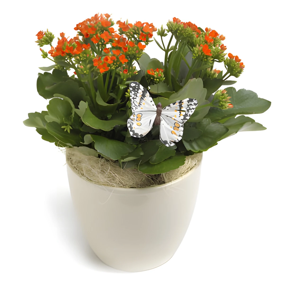 Send Kalanchoe plant by courier