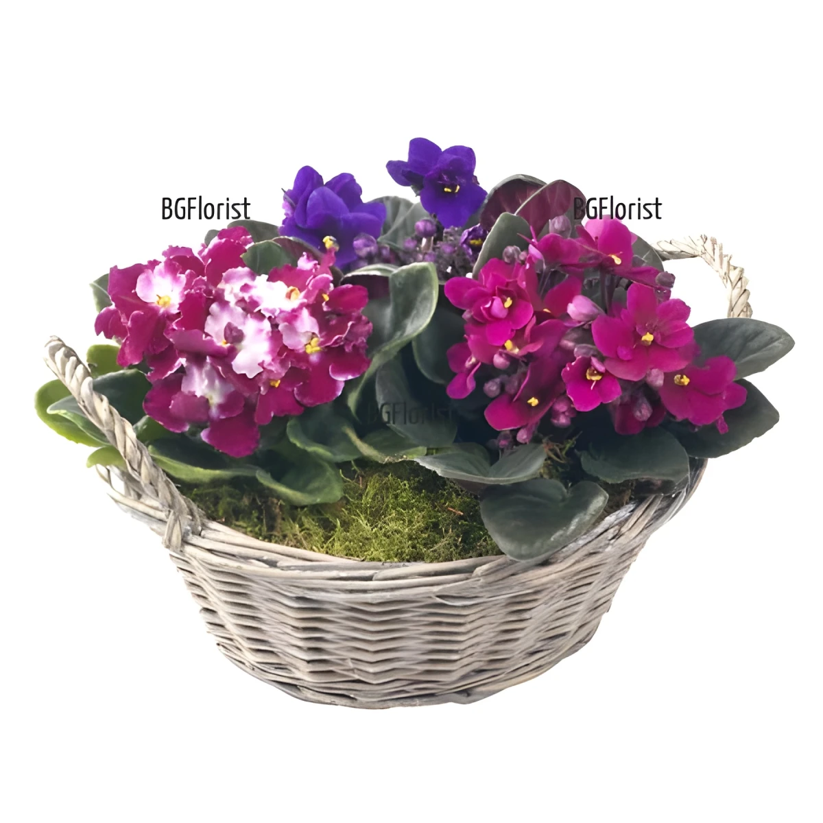Flower Delivery: Basket of 3 Potted African Violets